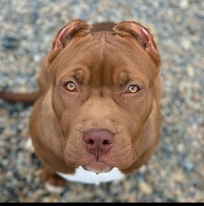 Meet your Posher, Kyle